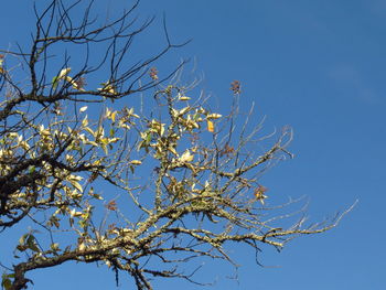 Low angle view of flower tree against clear blue sky