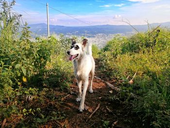 Dog standing on grass