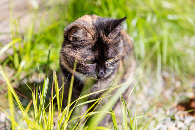 Close-up portrait of cat on grass