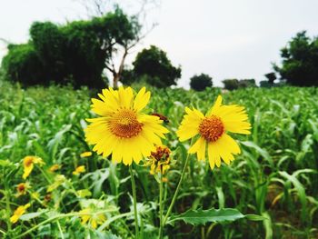 Close-up of yellow flowering plants on field