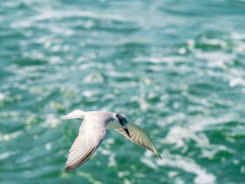 Seagull flying over sea