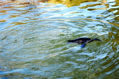 High angle view of duck swimming in lake