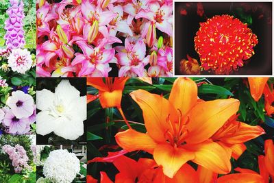 Full frame shot of red flowers