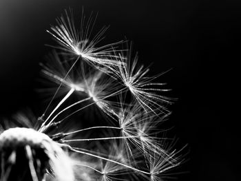 Close-up of dandelion against black background