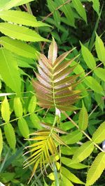 Close-up of fresh green plant