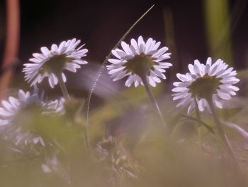 Close-up of flowering plants on field