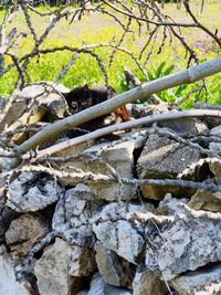 Close-up of log on rocks in forest