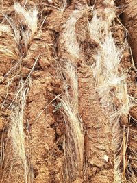 Full frame shot of wheat field