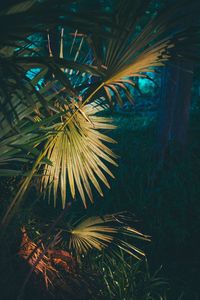 Close-up of palm tree at night