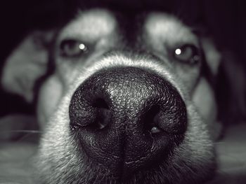 Close-up portrait of dog