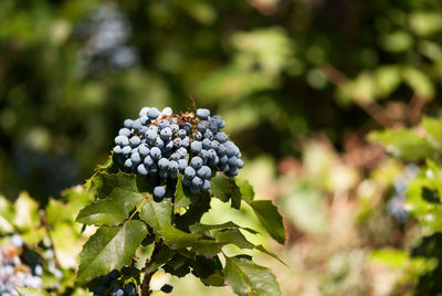 Close-up of grapes growing in vineyard