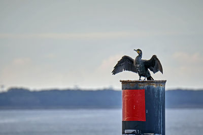 Seagull perching on wooden post