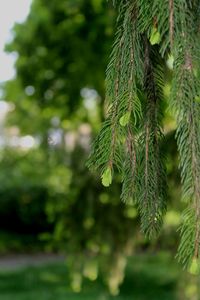 Close-up of branch at park