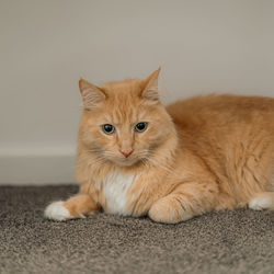 Close-up of cat lying on floor