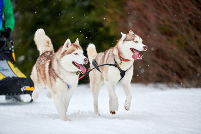 Running husky dog, sled dog racing. winter dog sport sled competition. siberian husky dog in harness