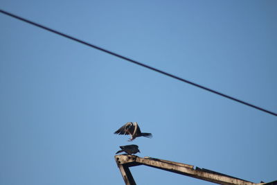 Low angle view of bird perching on cable