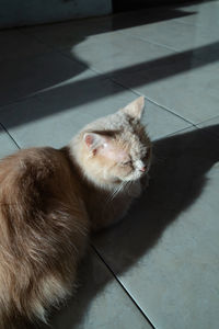 High angle view of cat lying on floor at home