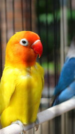 Close-up of parrot perching in cage