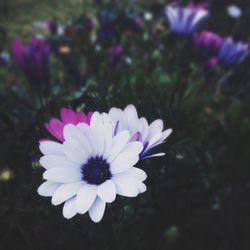 Close-up of purple flowers