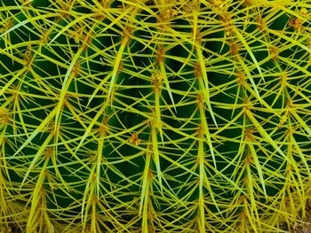 Full frame shot of plants