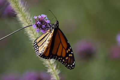 Close-up of butterfly pollinating on purple flower