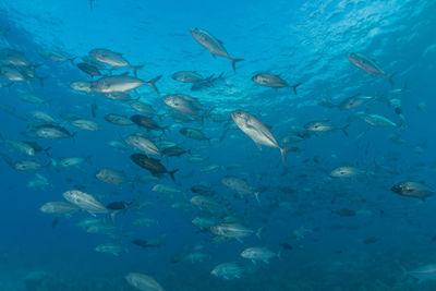 School of fish swimming in aquarium