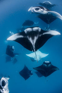 Wide angle view of a school of manta rays, in baa atoll ,madives