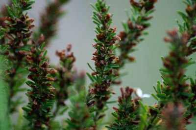 Close-up of plant against blurred background