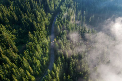 Aerial view of road in forest during foggy weather