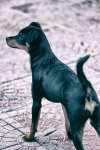 Black dog looking away