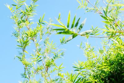 Low angle view of plants against clear blue sky