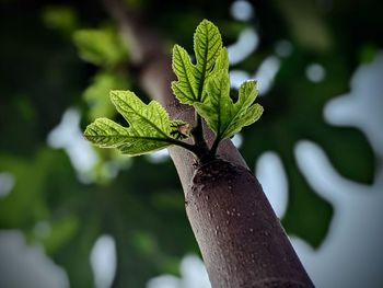 Close-up of leaf on tree