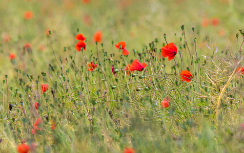 Red poppy flowers on field