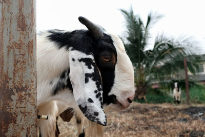 Cow in a field