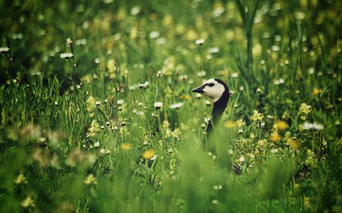 Bird on grass