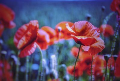 Close-up of red flowering plants