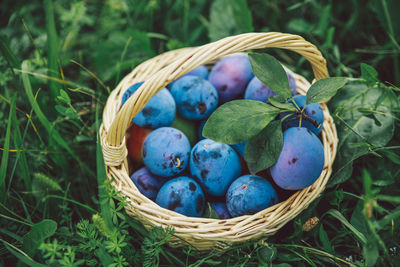 Close-up of blueberries in basket on field