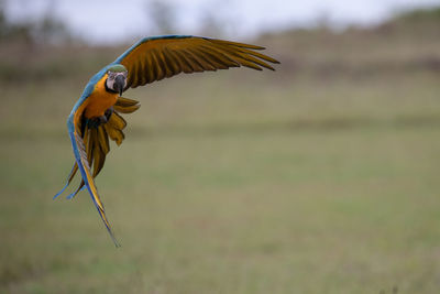 Close-up of a bird flying