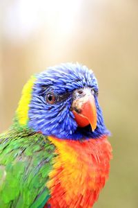 Close-up of blue parrot