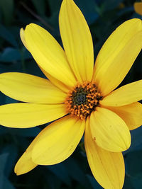 Close-up of yellow flowering plant