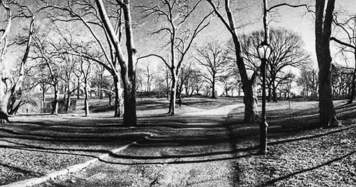 Bare trees on landscape