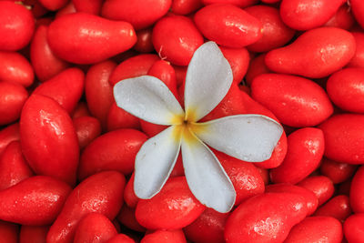 Close-up of frangipani on red berries