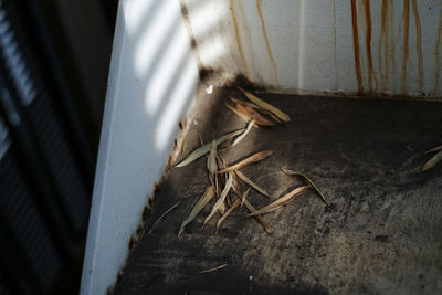 Close-up of insect on wall