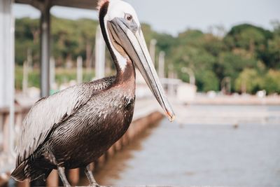 Close-up of pelican perching outdoors