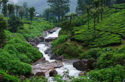 Stream flowing through rocks in forest