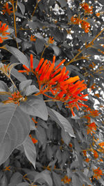 Close-up of orange flower on tree