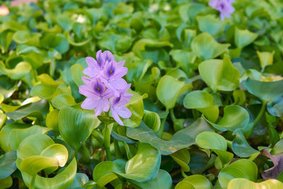 Close-up of purple flowering plants
