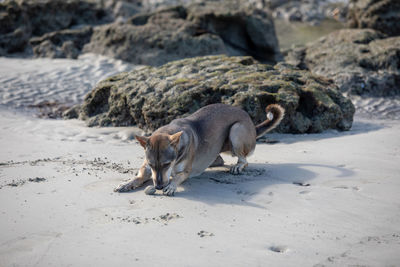 View of dog on beach