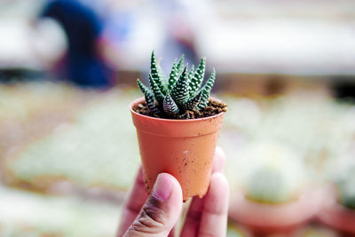 Close-up of hand holding small potted plant