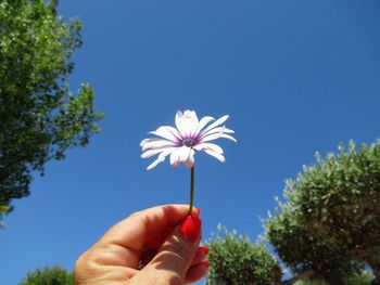 Hand holding flowering plant against clear sky